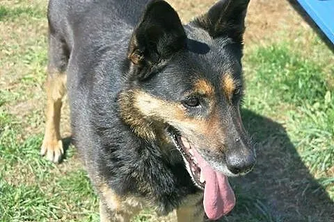 Lucy - śliczna sunia szuka domku!,  łódzkie Tomasz