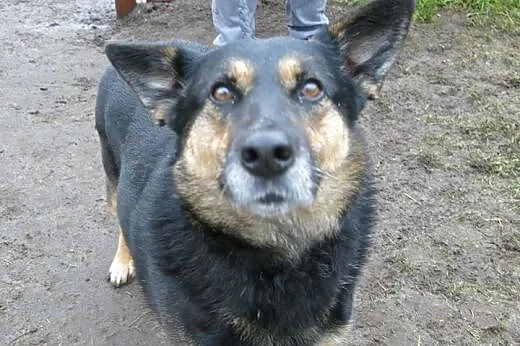 Lucy - śliczna sunia szuka domku!,  łódzkie Tomasz