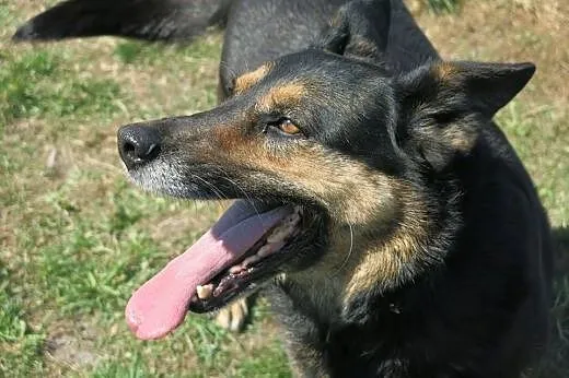 Lucy - śliczna sunia szuka domku!,  łódzkie Tomasz