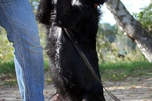 Negra - śliczna czarno-biała przylepa szuka domku,