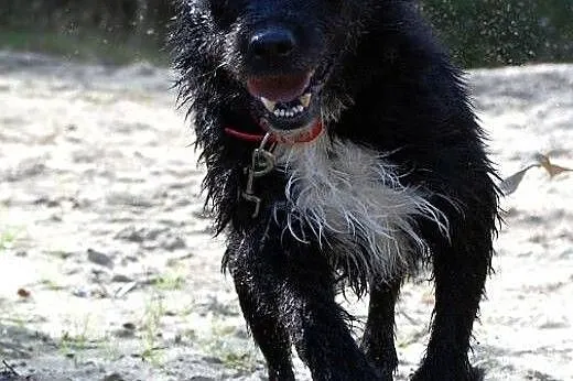 Negra - śliczna czarno-biała przylepa szuka domku,