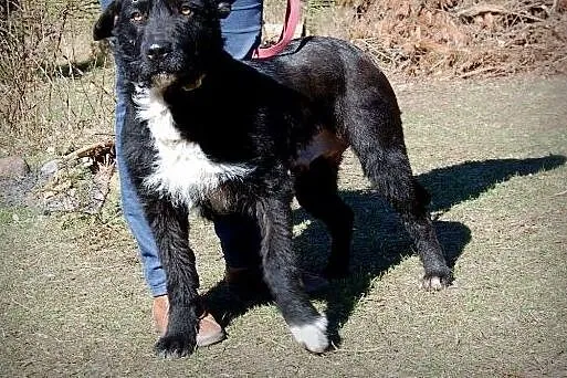 Negra - śliczna czarno-biała przylepa szuka domku,