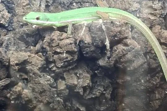 Jaszczurka Takydromus smaragdinus, Małopolskie, Kraków