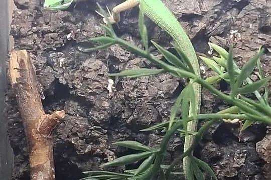 Jaszczurka Takydromus smaragdinus, Małopolskie, Kraków