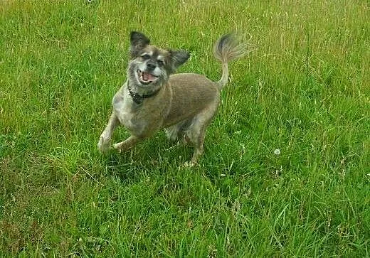 Misiu do adopcji, lubuskie Świebodzin