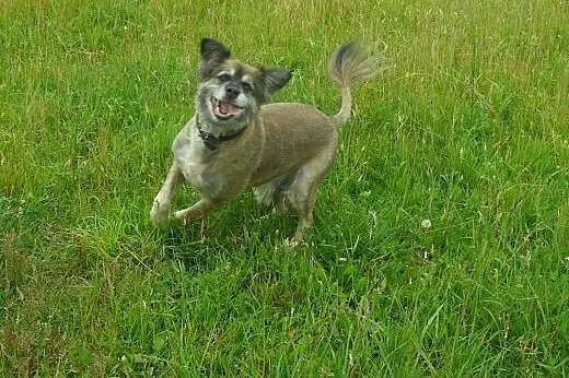 Misiu do adopcji,  lubuskie Świebodzin
