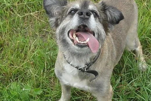Misiu do adopcji,  lubuskie Świebodzin