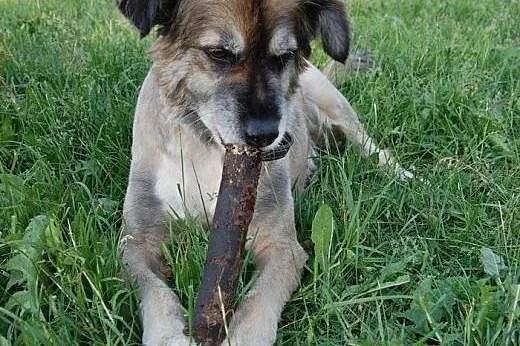 Misiu do adopcji,  lubuskie Świebodzin