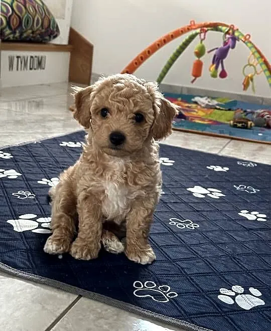 Bichon frise Pudel toy bichpoo, Lubelskie, Tomaszów Lubelski