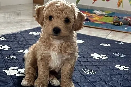 Bichon frise Pudel toy bichpoo, Lubelskie, Tomaszów Lubelski