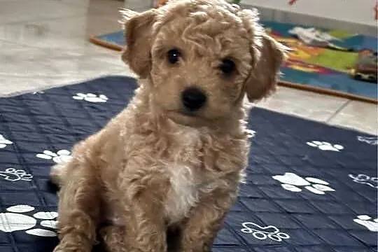 Bichon frise Pudel toy bichpoo, Lubelskie, Tomaszów Lubelski