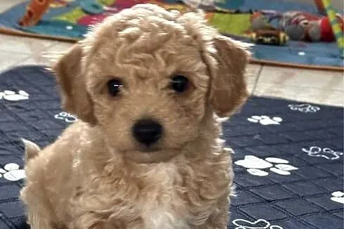 Bichon frise Pudel toy bichpoo, Lubelskie, Tomaszów Lubelski