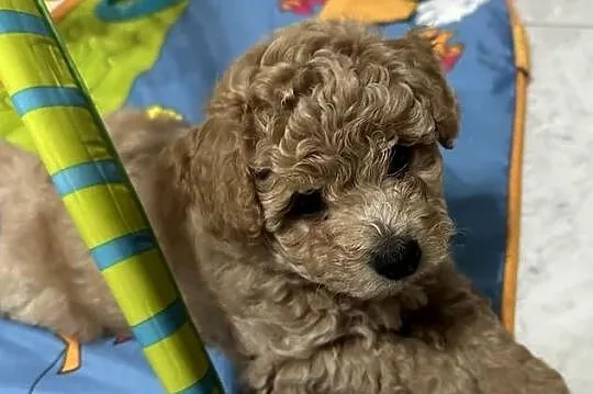 Bichon frise Pudel toy bichpoo, Lubelskie, Tomaszów Lubelski