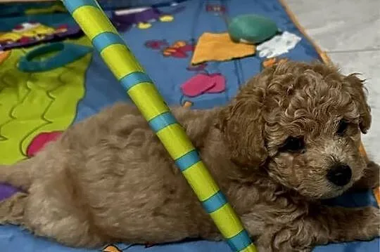 Bichon frise Pudel toy bichpoo, Lubelskie, Tomaszów Lubelski