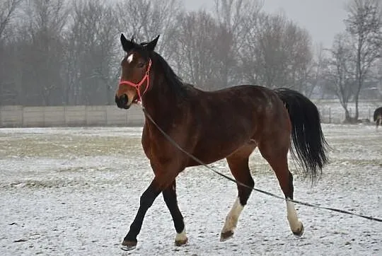 Fajna klacz SP