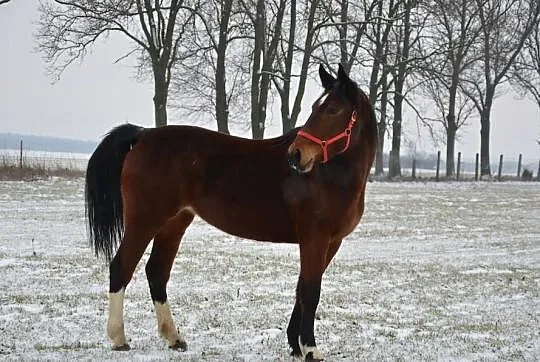 Fajna klacz SP