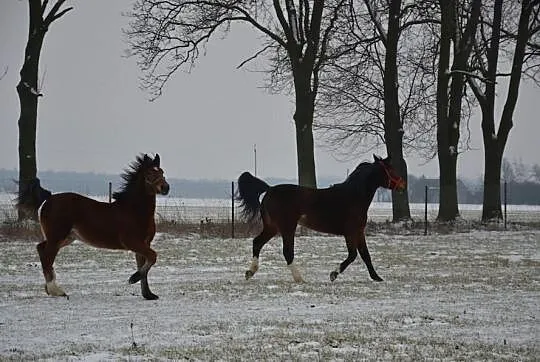 Fajna klacz SP