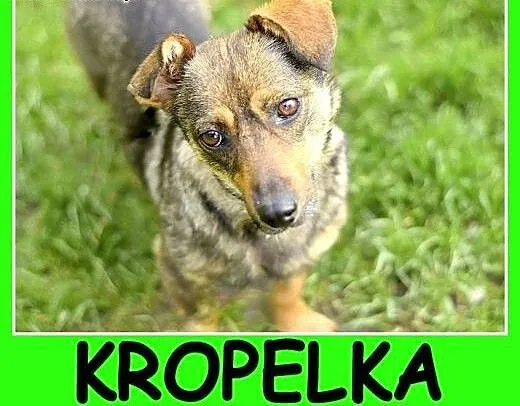 1,5 roku, 5 kg, w typie jamnika, łagodna, delikatn