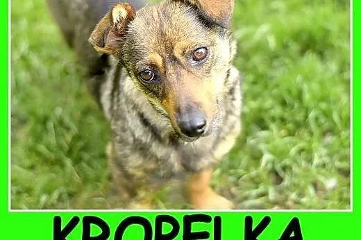 1,5 roku, 5 kg, w typie jamnika, łagodna, delikatn