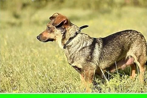 1,5 roku, 5 kg, w typie jamnika, łagodna, delikatn