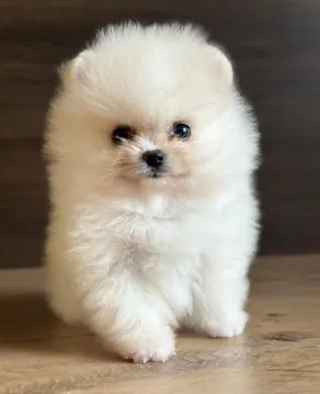 Piękne szczenięta rasy szpic miniaturowy (Pomeranian) gotowe do zamieszkania w nowym domu : {{bianca, ,  Kielce