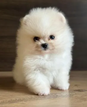 Piękne szczenięta rasy szpic miniaturowy (Pomeranian) gotowe do zamieszkania w nowym domu : {{bianca, ,  Kielce