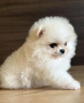 Piękne szczenięta rasy szpic miniaturowy (Pomeranian) gotowe do zamieszkania w nowym domu : {{bianca, ,  Kielce