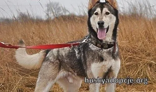 CHUCK- mądry i wesoły pies w typie rasy Alaskan Ma