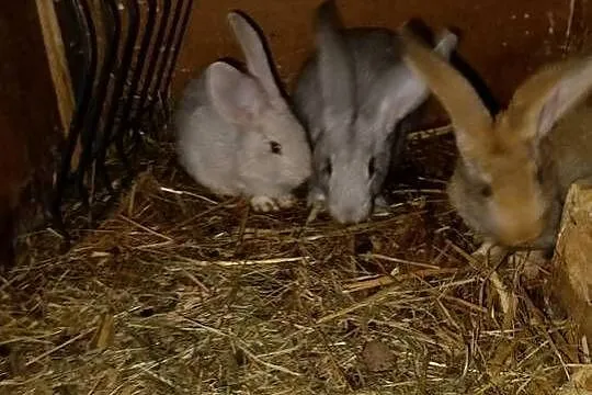 Sprzedam króliki do dalszego chowu, Łódzkie, Dziewuliny