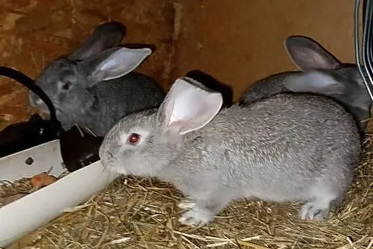 Sprzedam króliki do dalszego chowu, Łódzkie, Dziewuliny