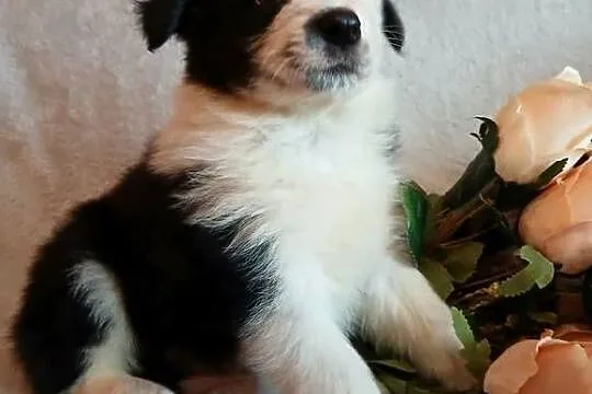 Border collie piesek, Kujawsko-pomorskie, Toruń