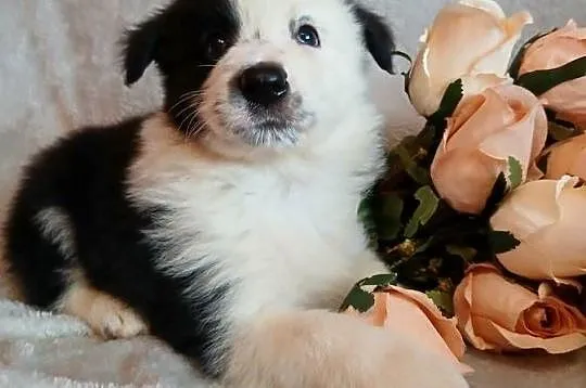 Border collie piesek, Kujawsko-pomorskie, Toruń