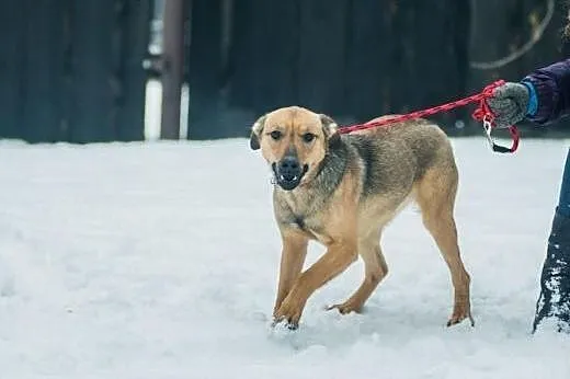 Młoda, wesoła Szila, owczarkowata panna do adopcji!,  Kundelki cała Polska