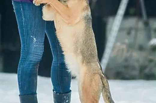 Młoda, wesoła Szila, owczarkowata panna do adopcji