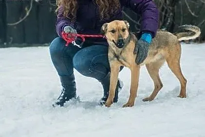 Młoda, wesoła Szila, owczarkowata panna do adopcji
