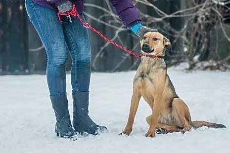 Młoda, wesoła Szila, owczarkowata panna do adopcji