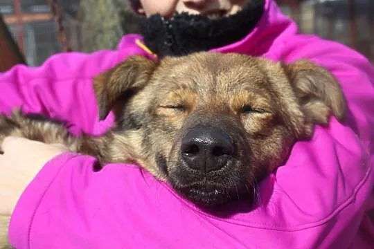 Kibic - młodziutki, przyjazny psiaczek szuka domu!