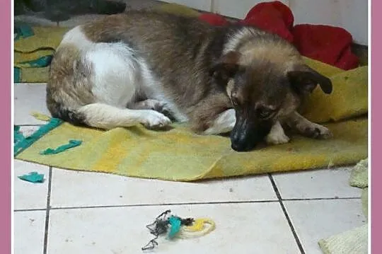 Waga 5 kg, łagodna,delikatna,grzeczna,roczna suczka MALUTKA_Adopcja_