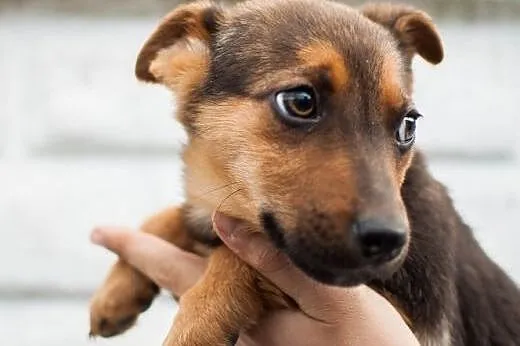 Szczeniaczki do adopcji, łódzkie Łódź