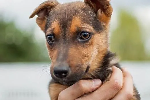 Szczeniaczki do adopcji,  łódzkie Łódź