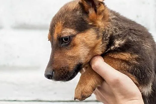 Szczeniaczki do adopcji,  łódzkie Łódź
