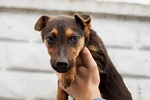 Szczeniaczki do adopcji,  łódzkie Łódź