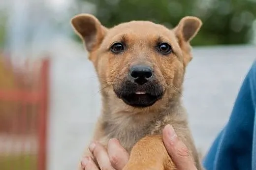 Szczeniaczki do adopcji,  łódzkie Łódź