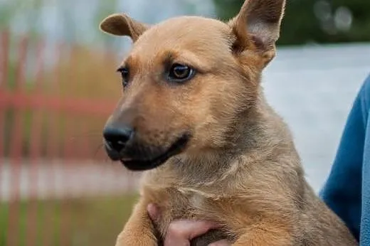 Szczeniaczki do adopcji,  łódzkie Łódź