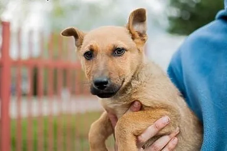 Szczeniaczki do adopcji,  łódzkie Łódź