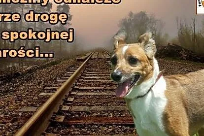 SARA – nie pozwólmy jej zgasnąć w schronisku,  śląskie Chorzów