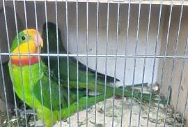 Papugi barabandy/ para