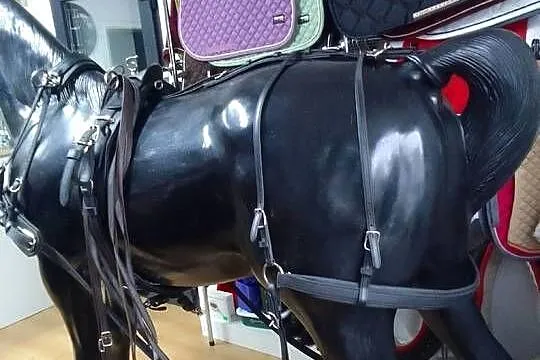 Uprząż szory biothan singiel cob pony shetty, Śląskie, Pietrowice Wielkie