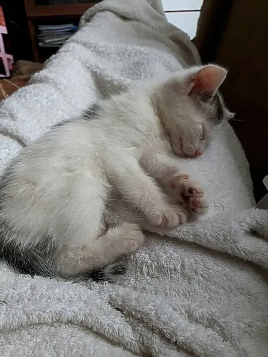 Małe kociaki do adopcji