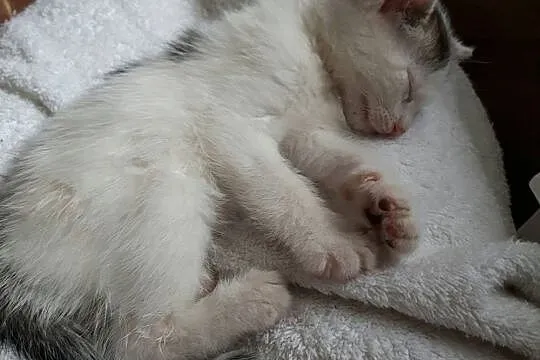Małe kociaki do adopcji